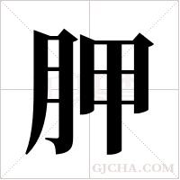 胛字组词